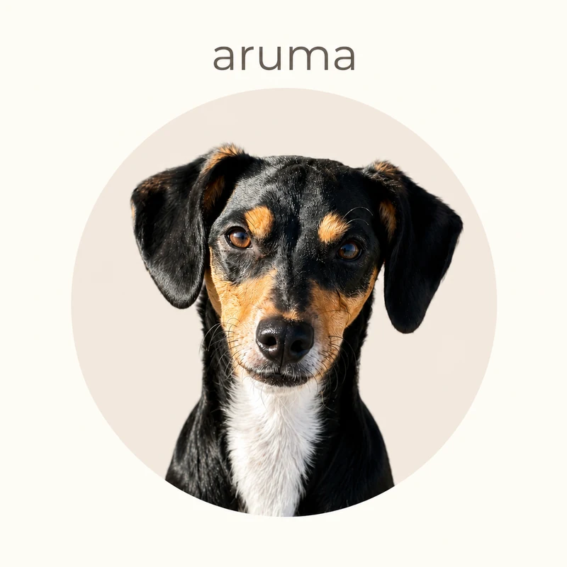 Retrato de Aruma, perrita negra, café y blanca